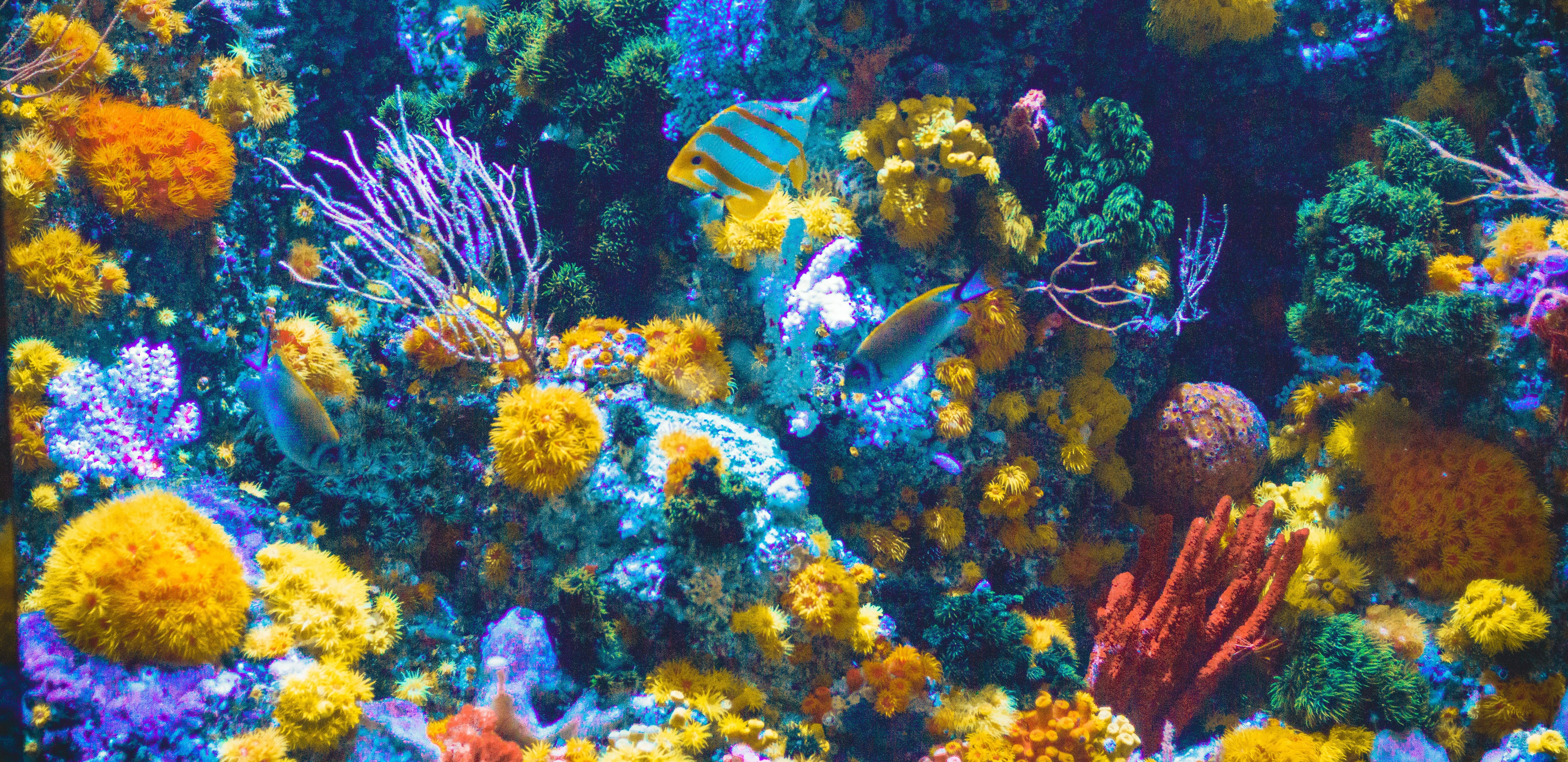 shaun-low-v8Un2Roo1Ak-unsplash